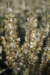 ROSEMARY + LEMON BOTANISCHE ZEEP